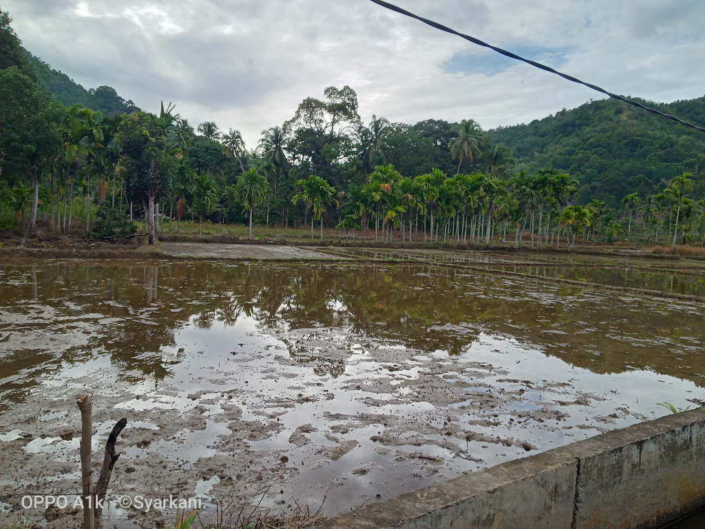 Desa Keumumu Hulu memiliki luas lahan sawah sekitar 150 Ha 