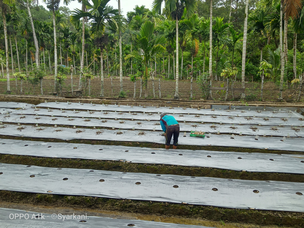 Sebahagian lahan pertanian Desa Keumumu Hulu yang dimamfaatkan oleh masyarakat untuk tanaman cabe